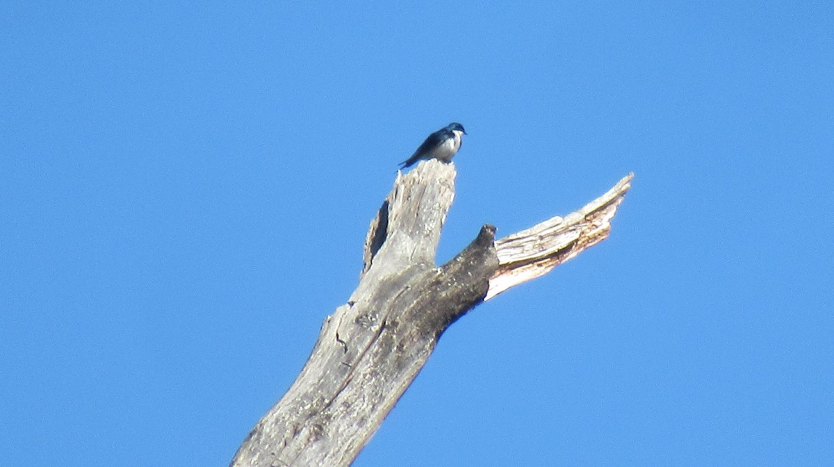 Tree Swallow - ML618863932