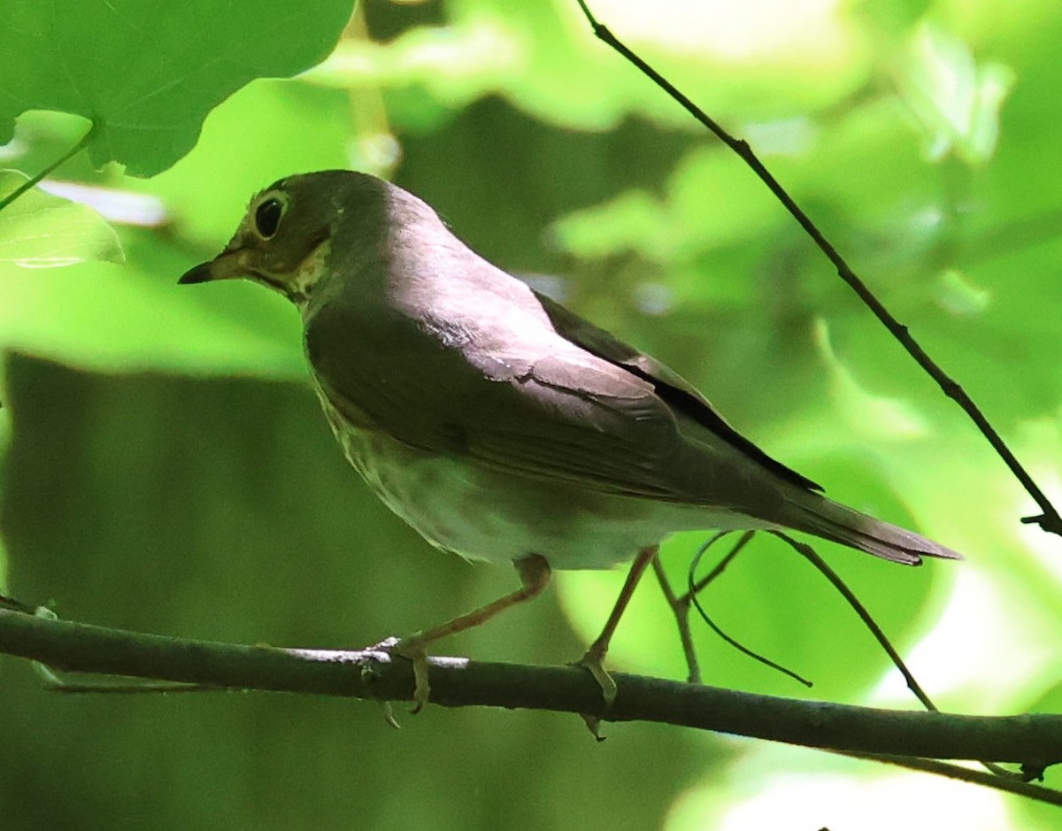 Swainson's Thrush - Kenneth  Thompson