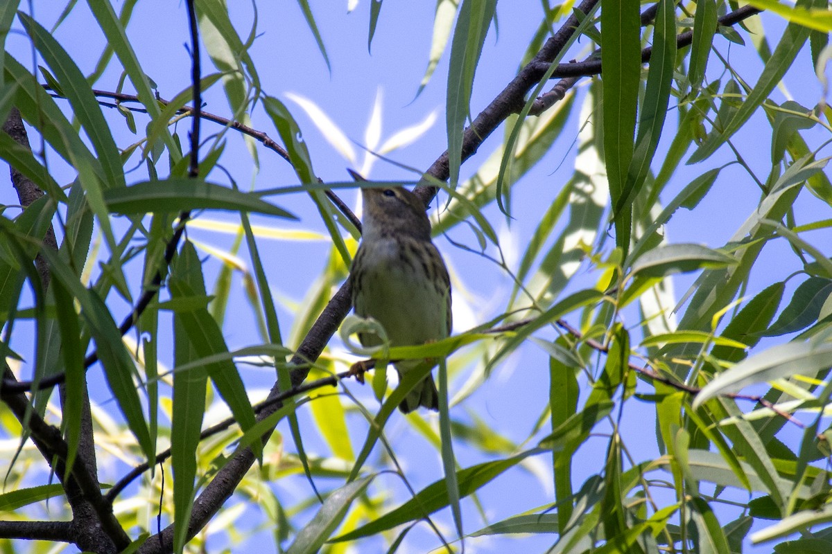 Blackpoll Warbler - Jacob Hoyle