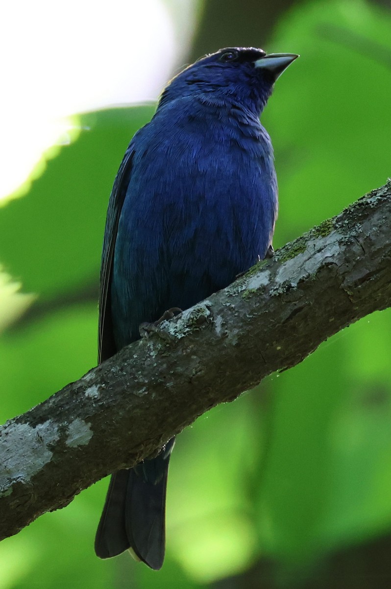 Indigo Bunting - Kenneth  Thompson