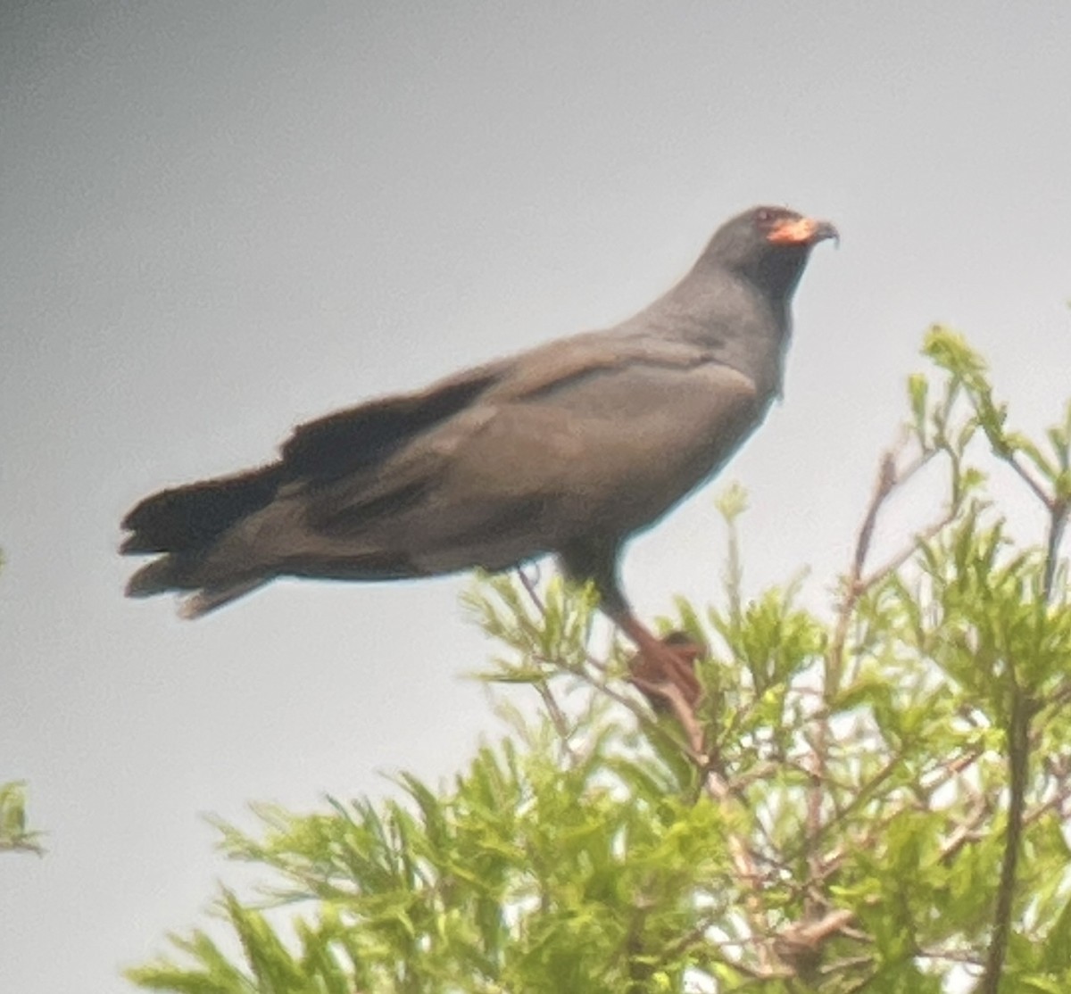 Snail Kite - Charity Hagen