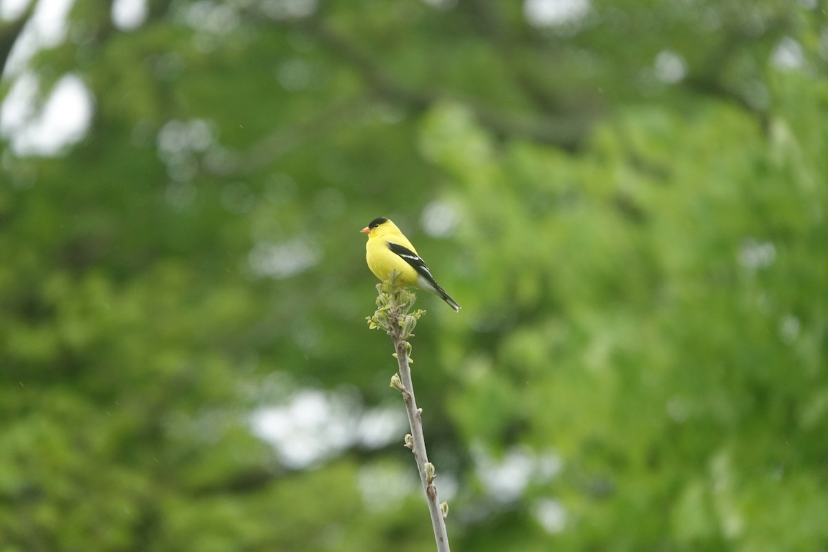 American Goldfinch - Diana Cerami