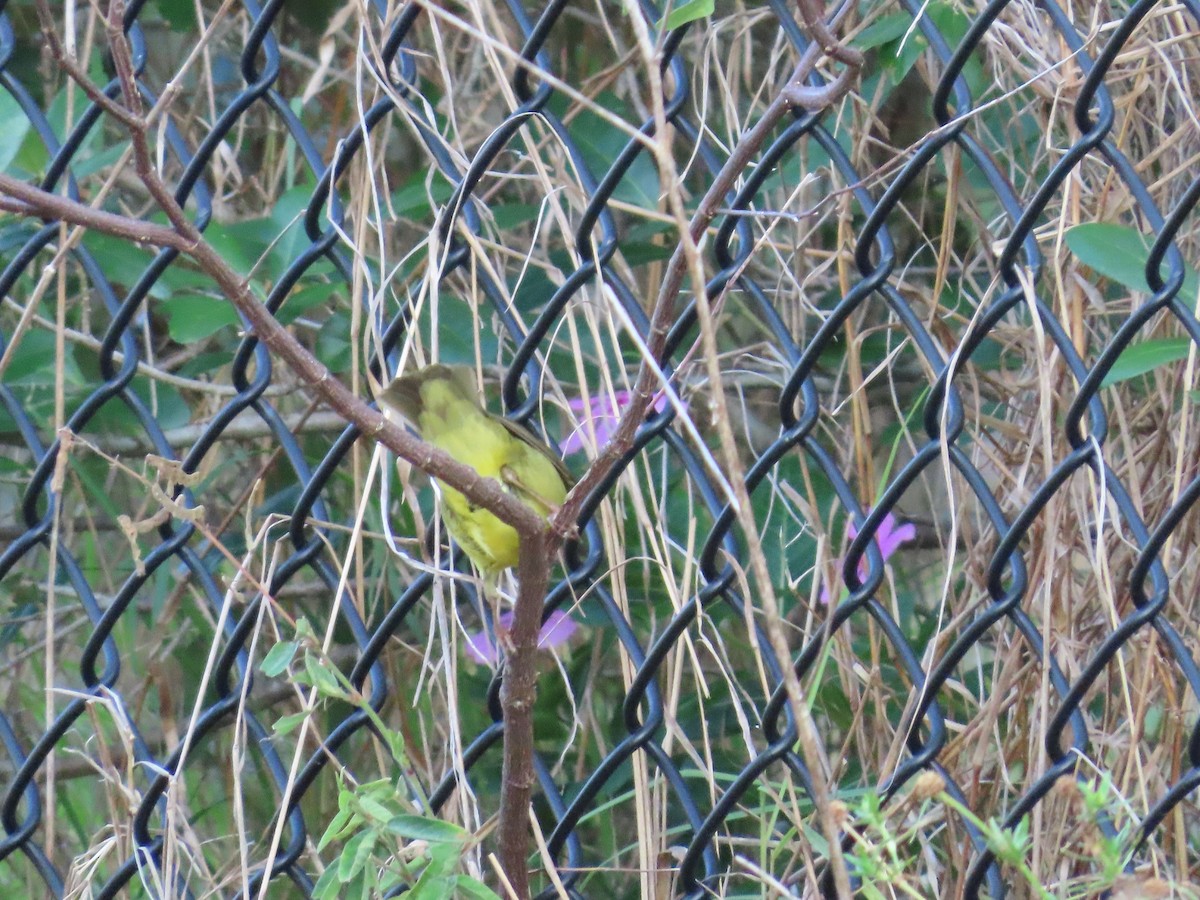 Connecticut Warbler - Robin Potvin