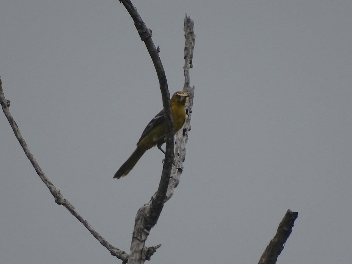 Hooded Oriole - Baylor Cashen