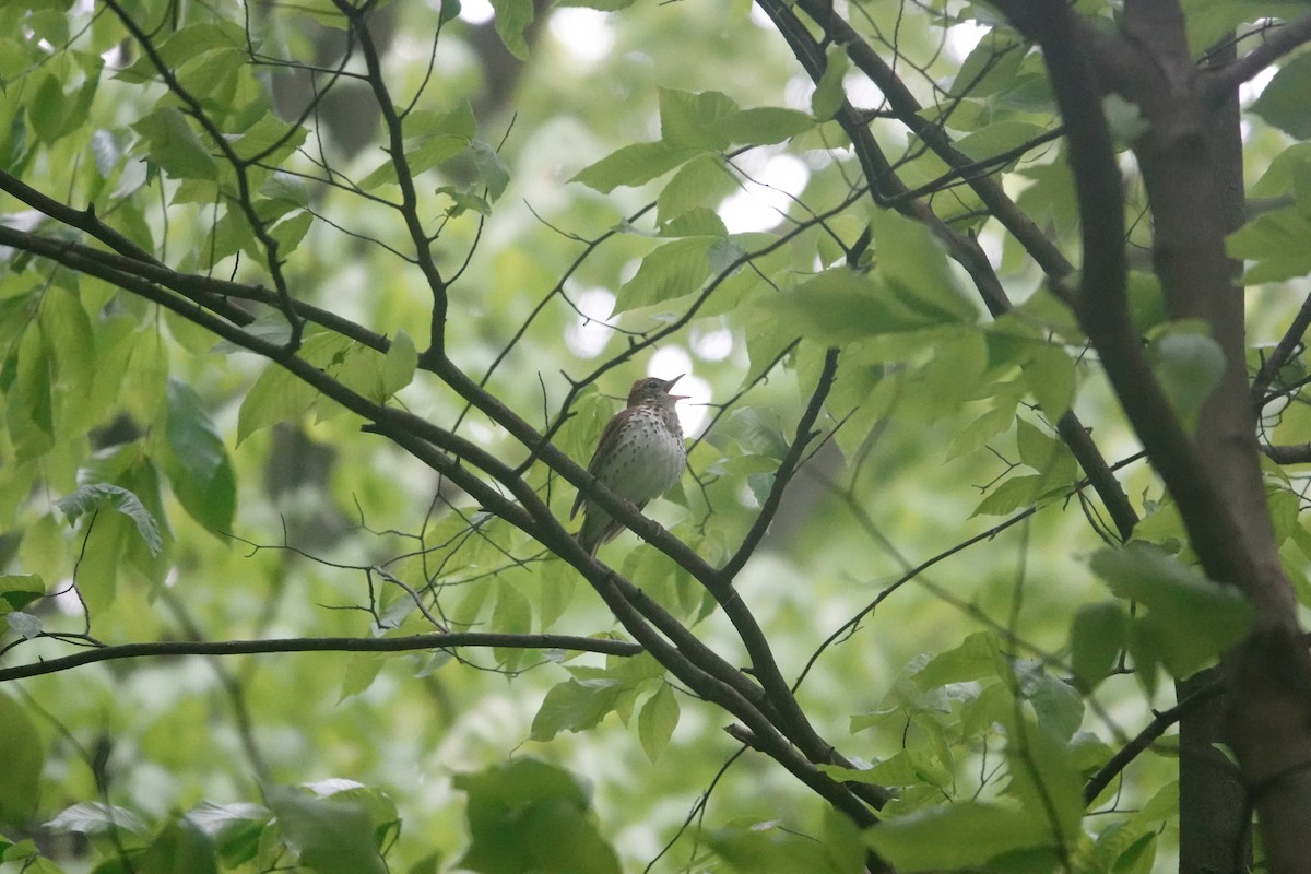 Wood Thrush - Diana Cerami