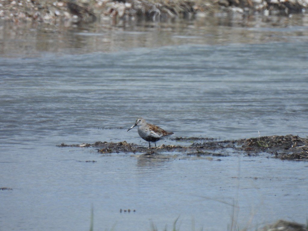 Dunlin - Nasketucket Bird Club