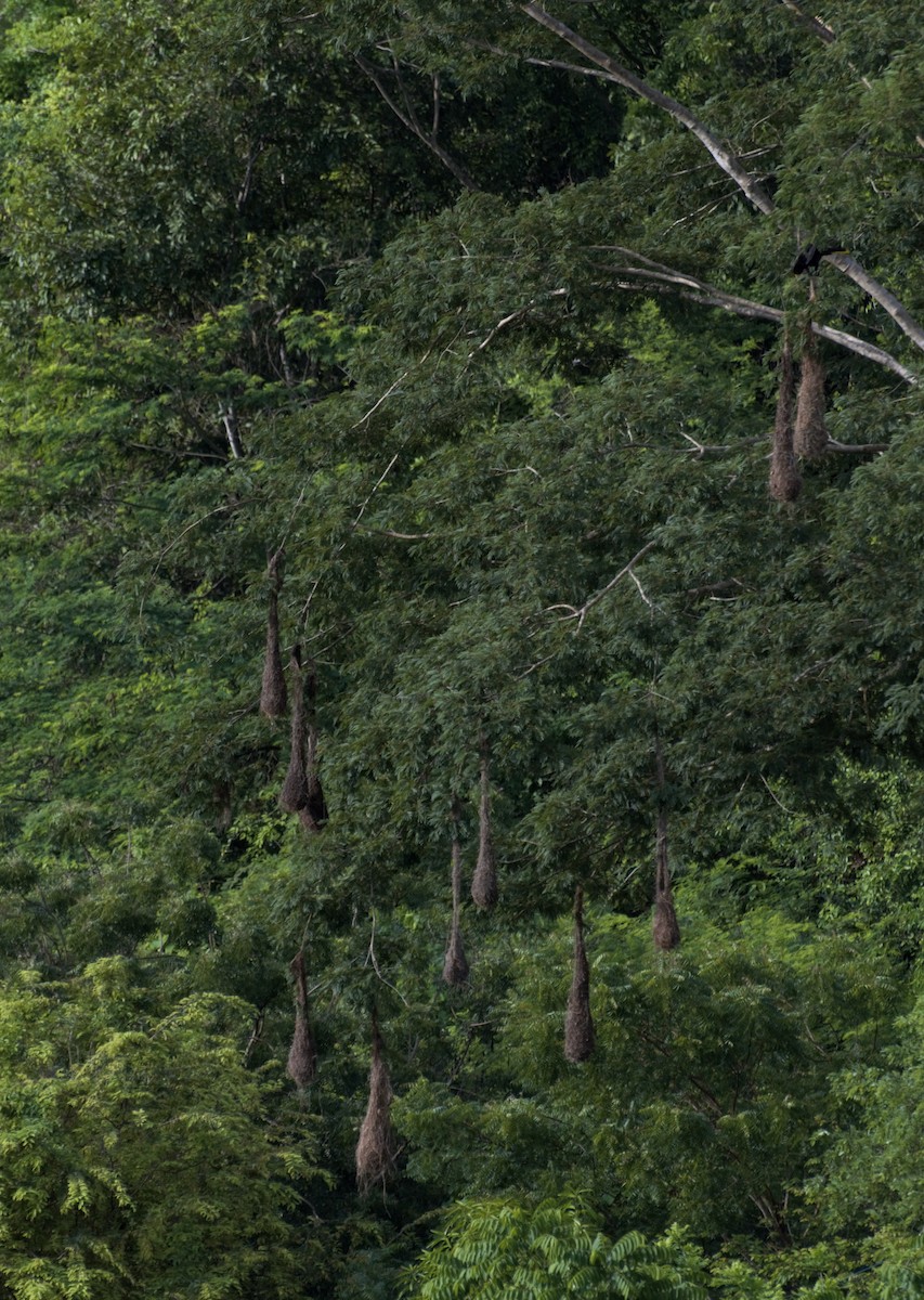 Crested Oropendola - Isaac Diaz Rivera