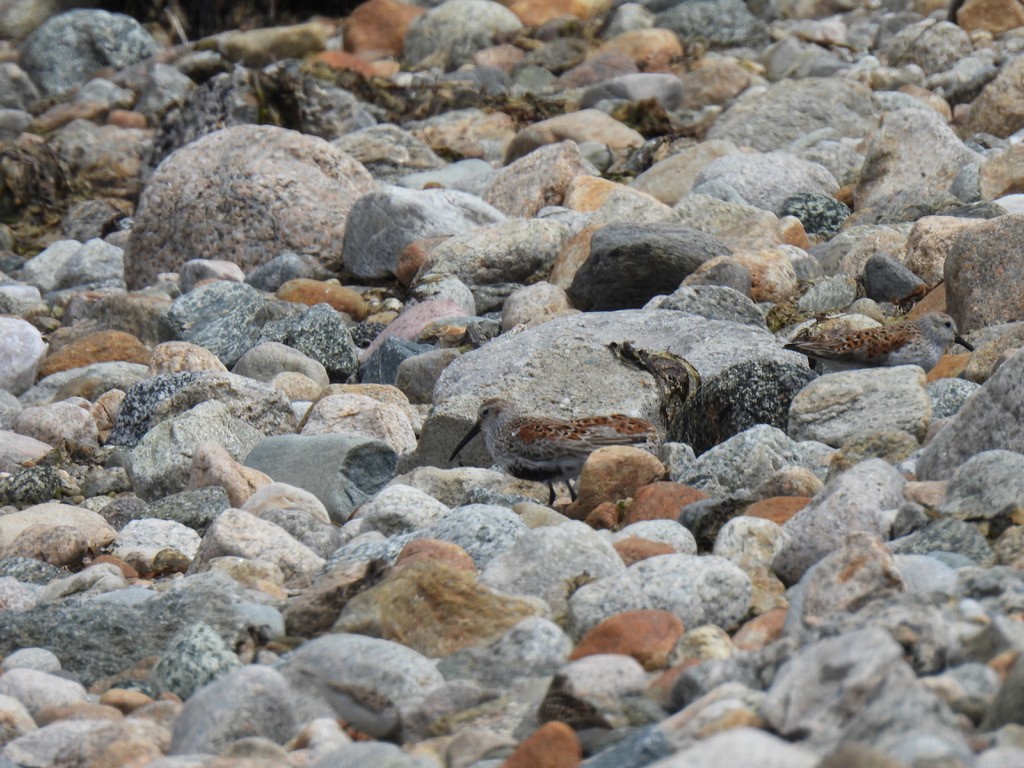 Dunlin - Nasketucket Bird Club