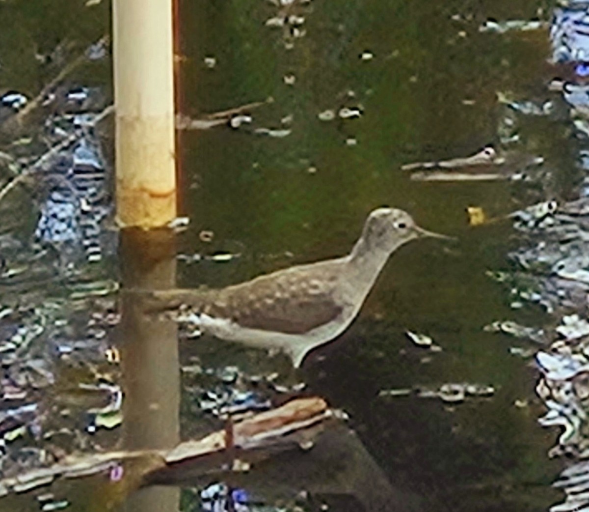 Solitary Sandpiper - Billy Medley