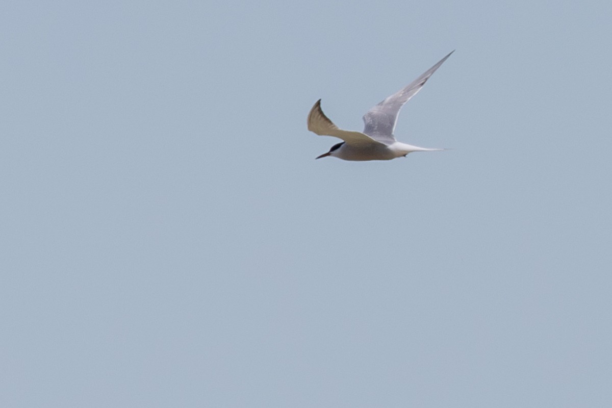 Common Tern - ML618864025