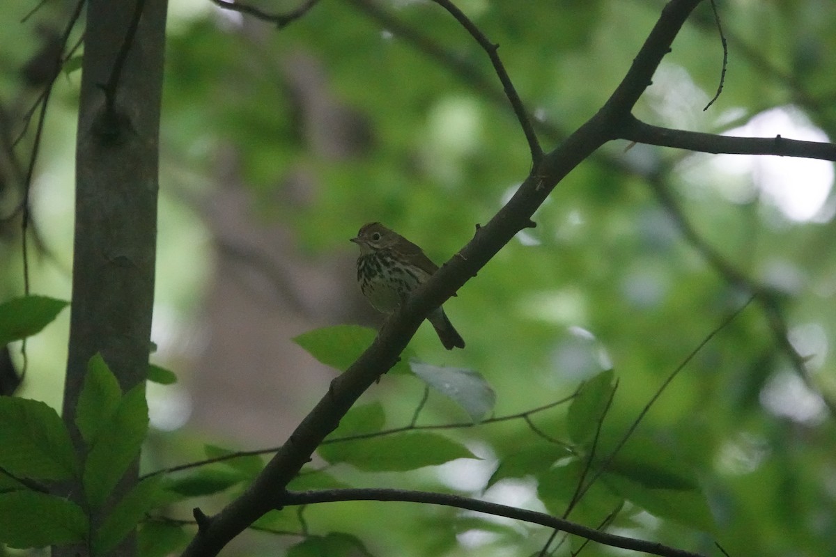 Ovenbird - Diana Cerami