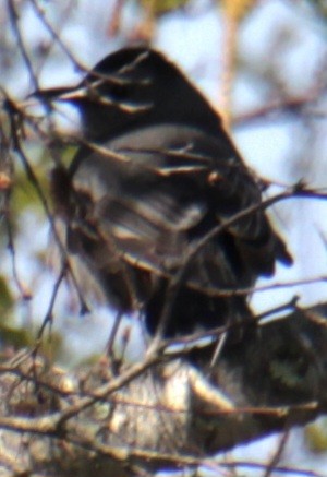 Gray Catbird - Samuel Harris