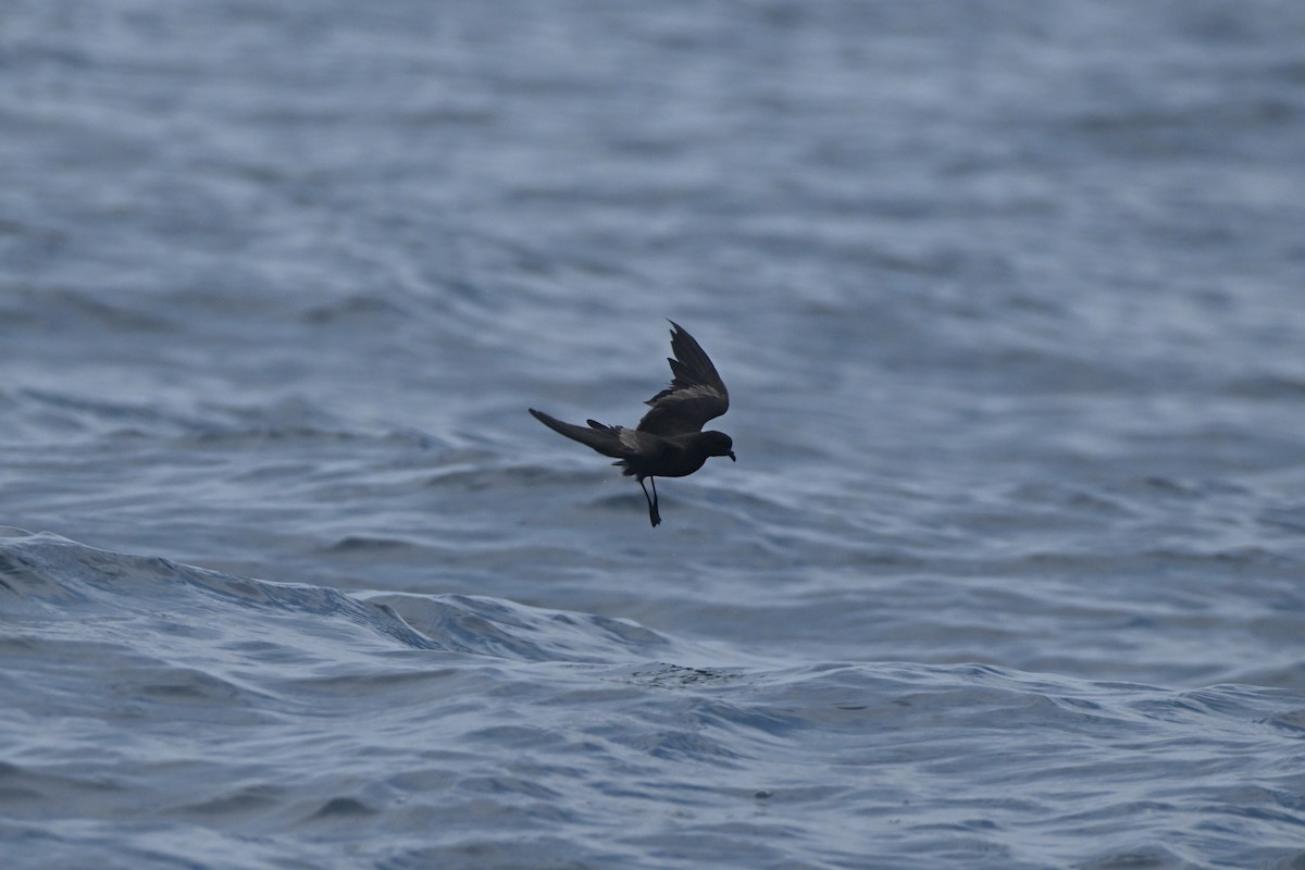 Black Storm-Petrel - ML618864034