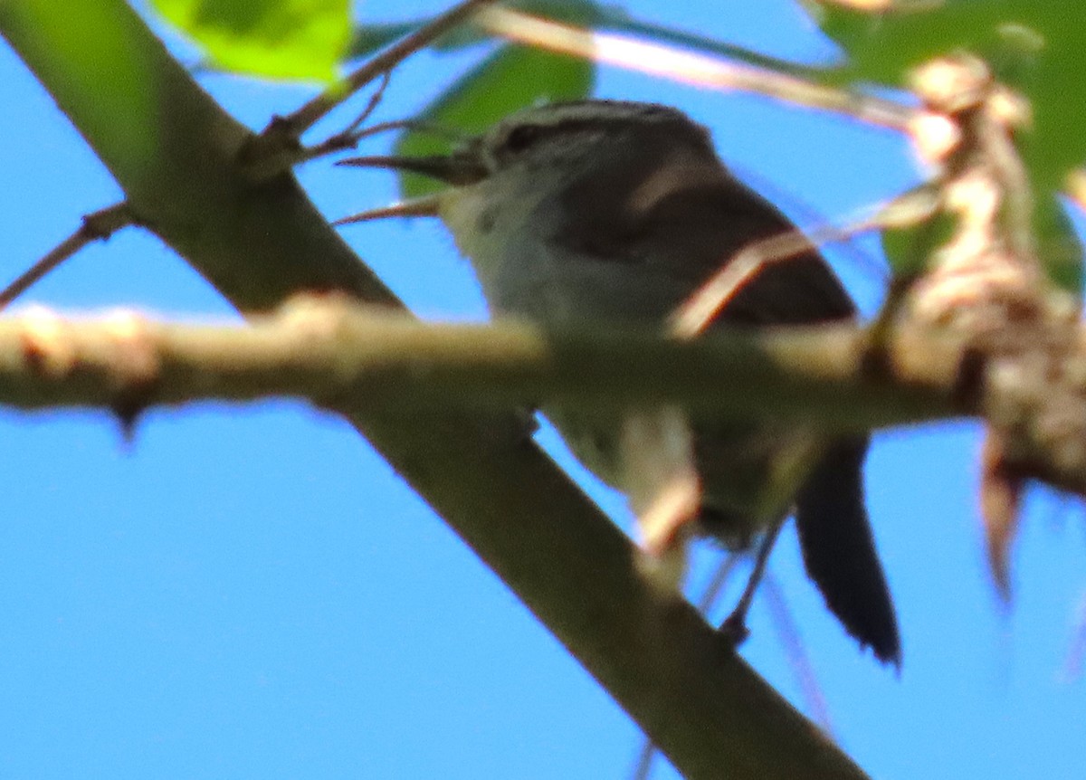 Bewick's Wren - ML618864039