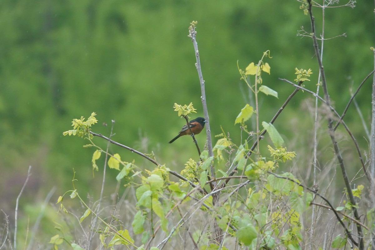 Oriole des vergers - ML618864046