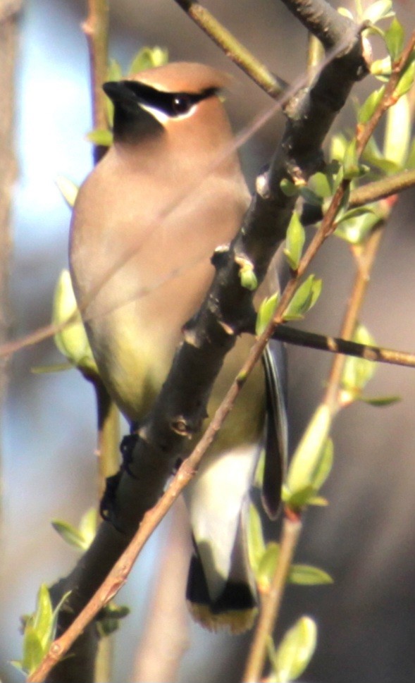 Cedar Waxwing - Samuel Harris