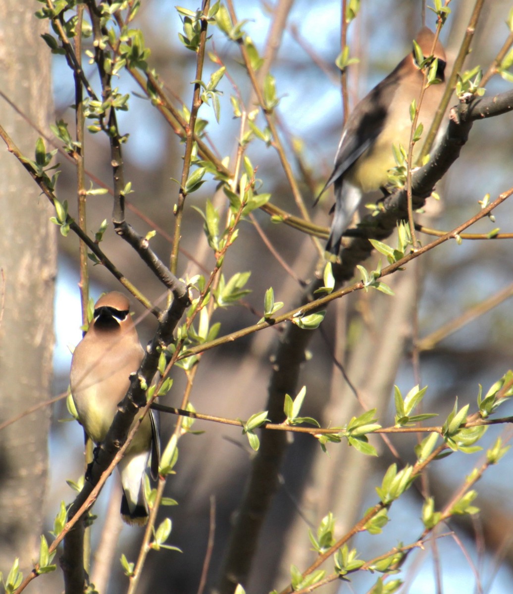 Cedar Waxwing - Samuel Harris