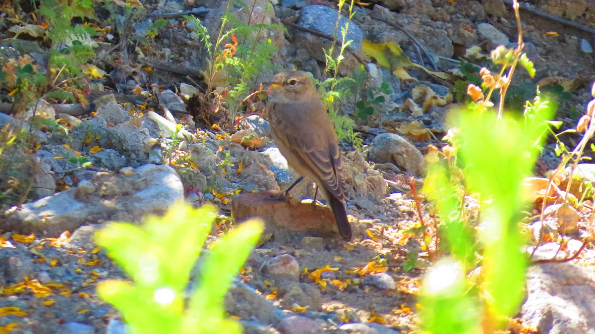 Spot-billed Ground-Tyrant - Ricardo Fernandez