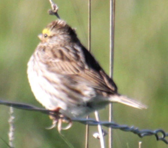 Savannah Sparrow (Savannah) - Samuel Harris