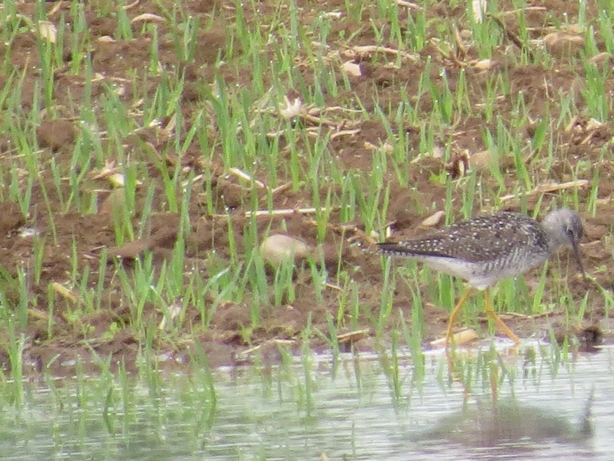 Lesser Yellowlegs - Tracie Fitzgerald