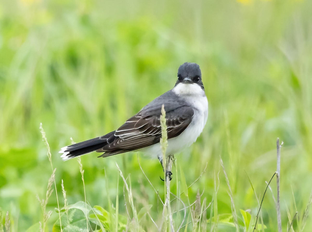 Eastern Kingbird - Robert Bochenek