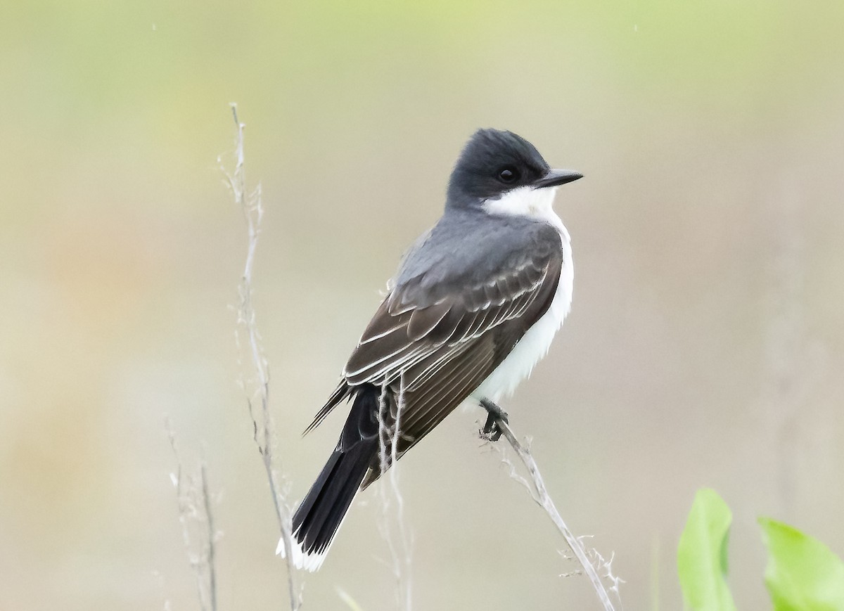 Eastern Kingbird - Robert Bochenek