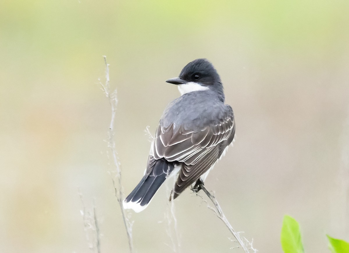 Eastern Kingbird - Robert Bochenek