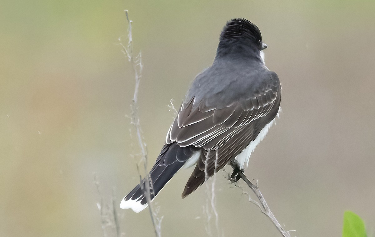 Eastern Kingbird - Robert Bochenek