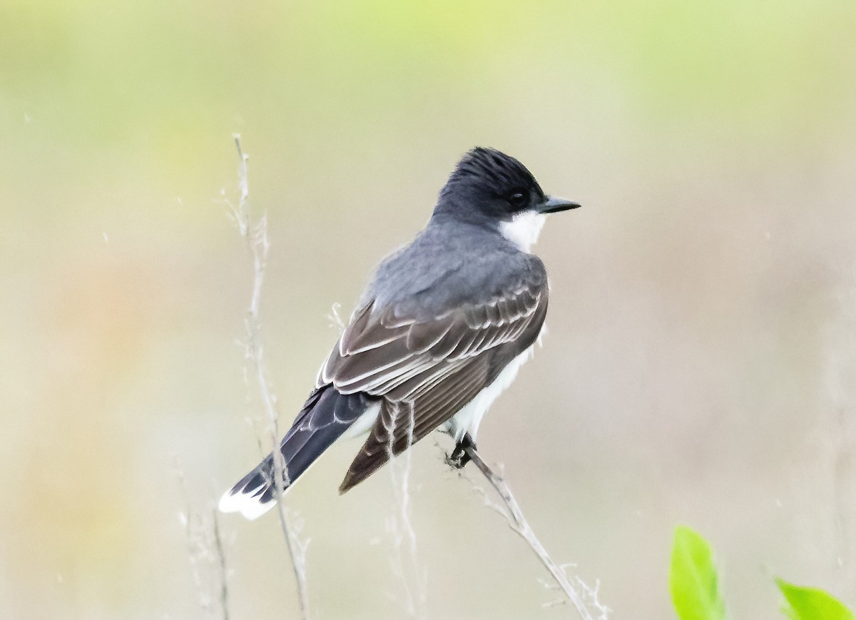 Eastern Kingbird - Robert Bochenek