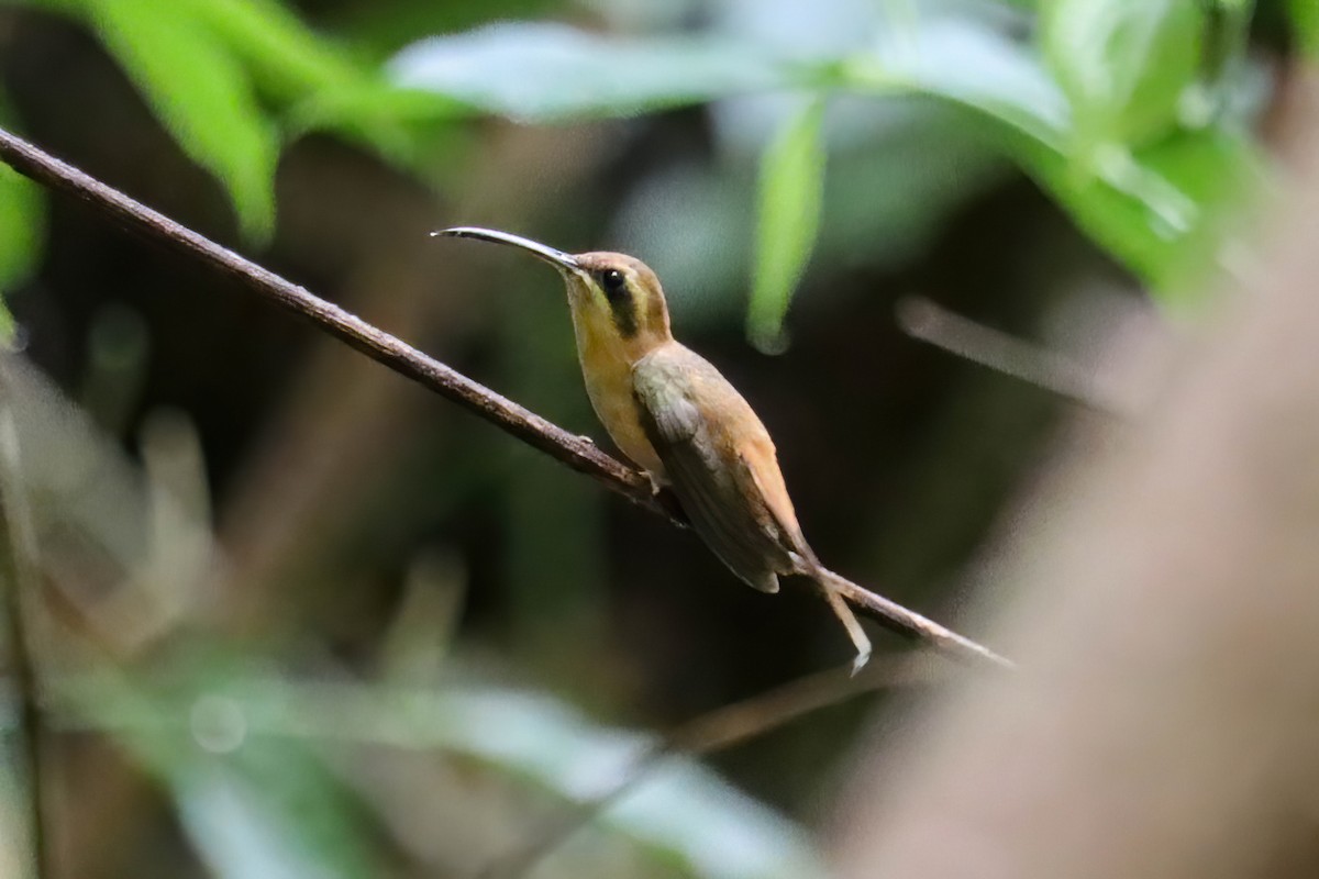 Stripe-throated Hermit - ML618864103