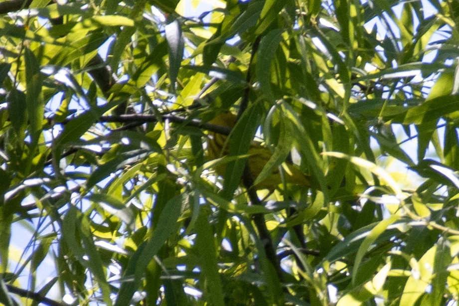 Yellow Warbler - Jacob Hoyle