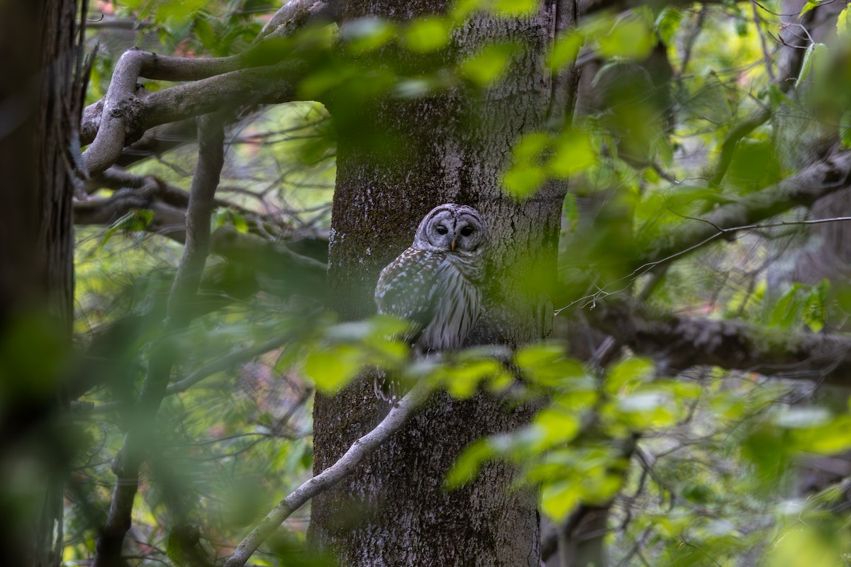 Barred Owl - Anand Ramachandran