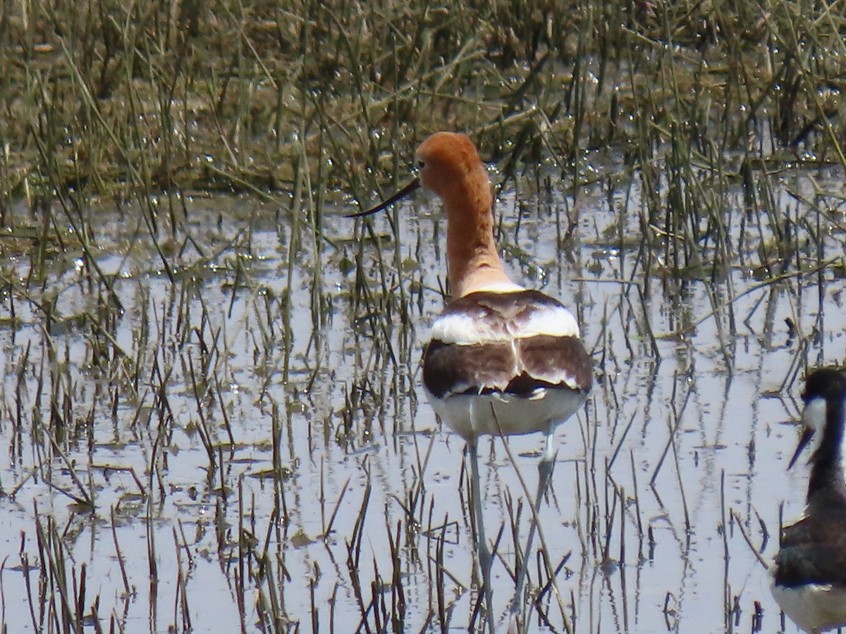 American Avocet - Kathleen Williams