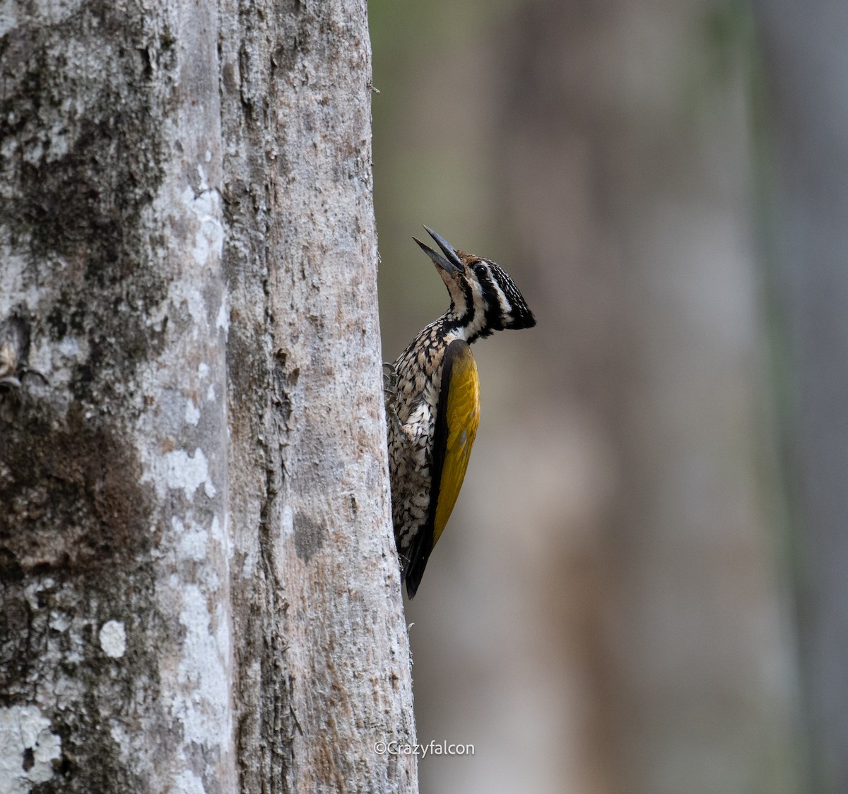 Common Flameback - Qiang Zeng