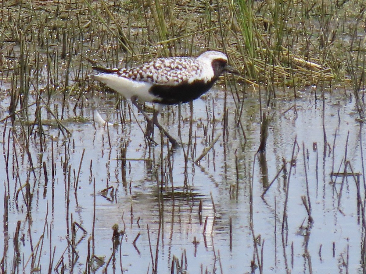 Black-bellied Plover - Kathleen Williams