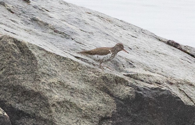 Spotted Sandpiper - ML618864128