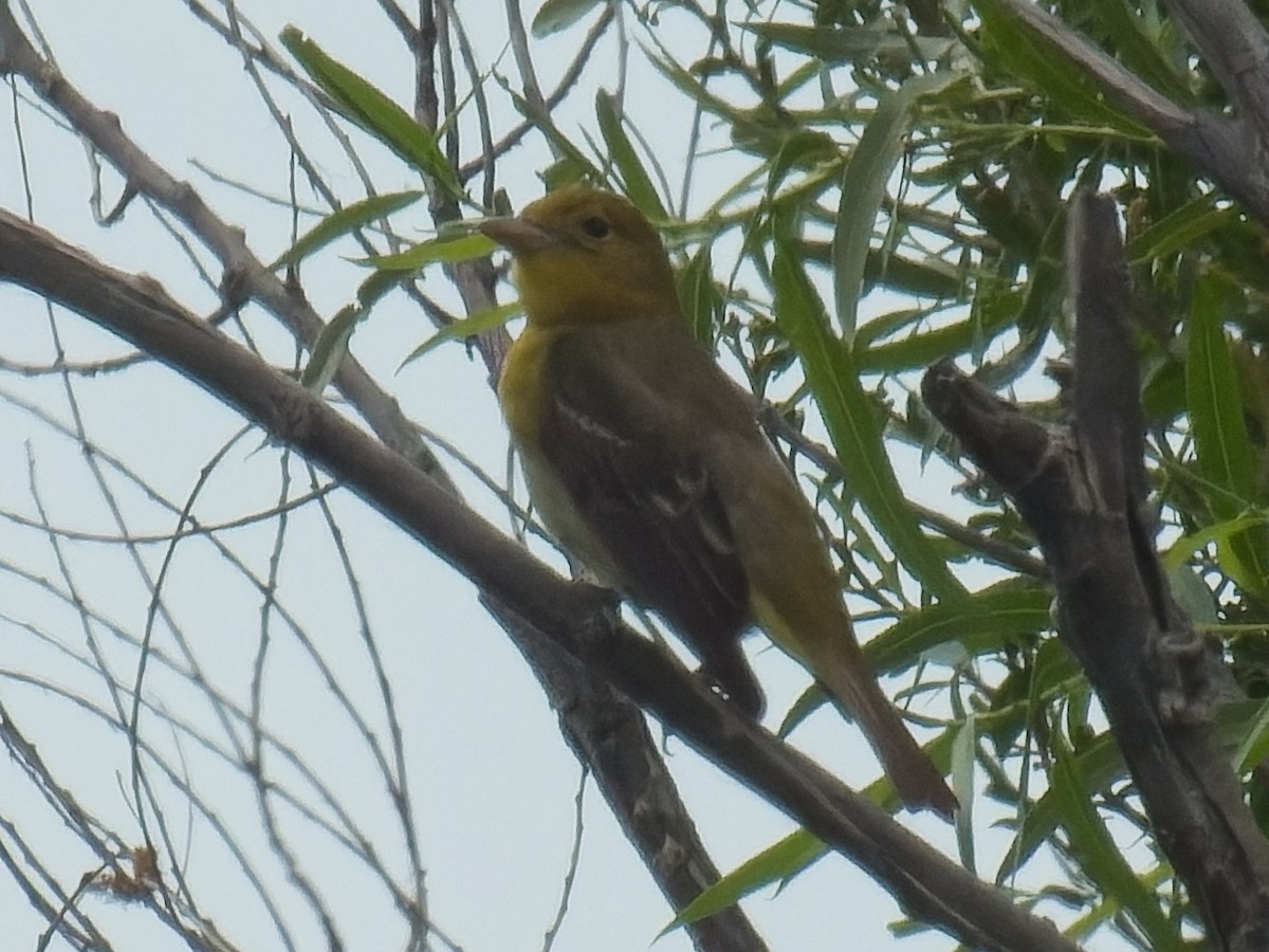 Western Tanager - ML618864138