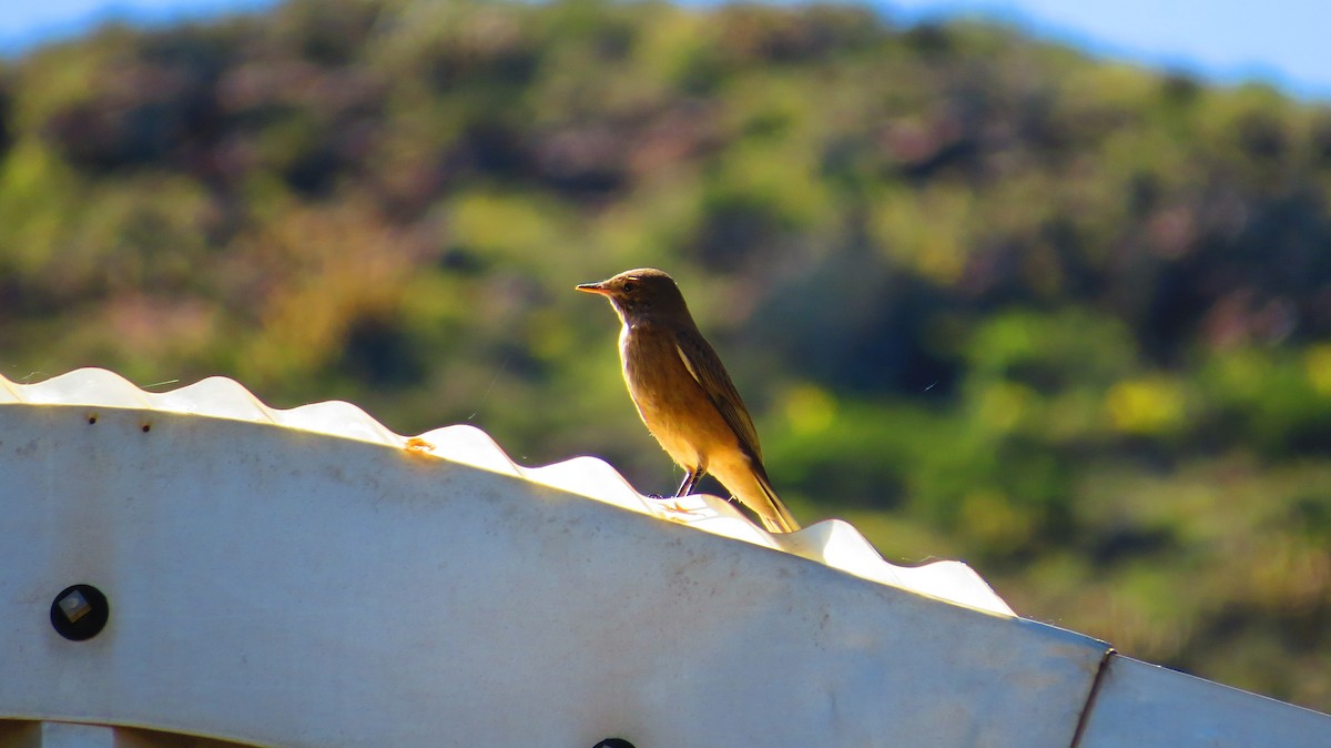 White-tailed Shrike-Tyrant - ML618864141