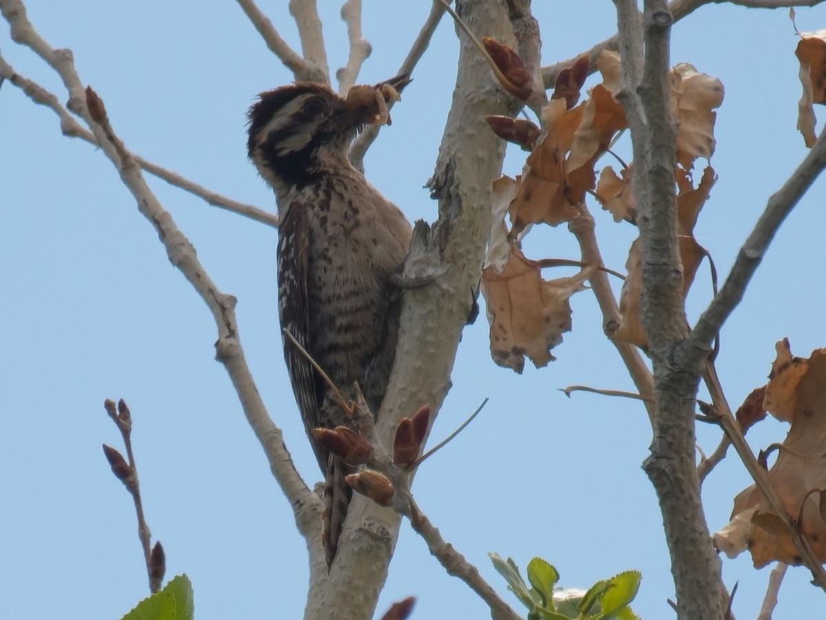 Ladder-backed Woodpecker - ML618864156