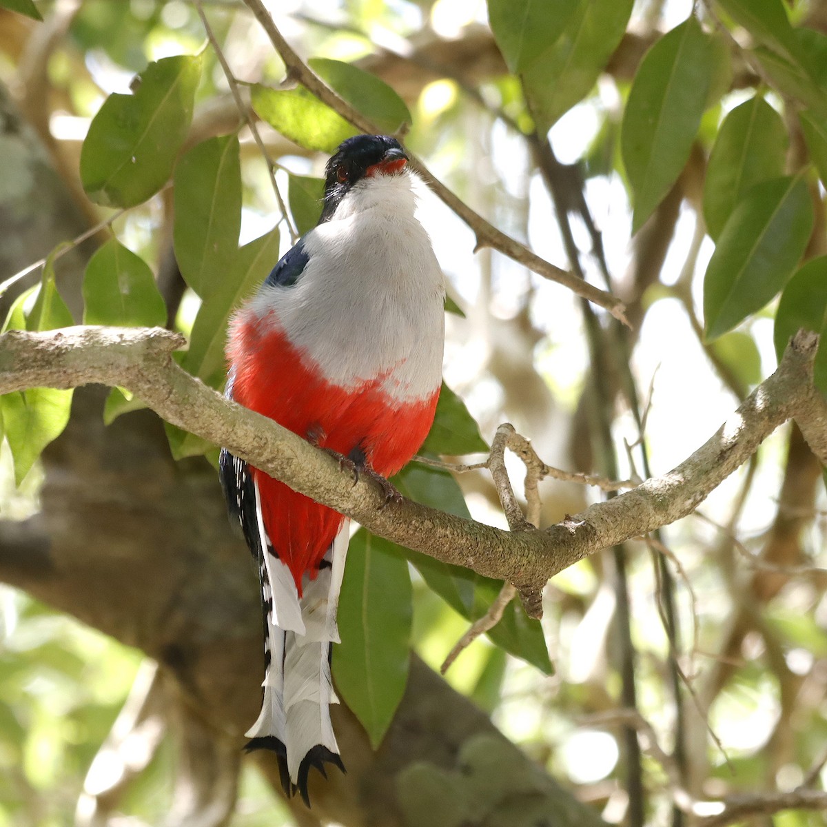 Cuban Trogon - Michel M.Izquierdo