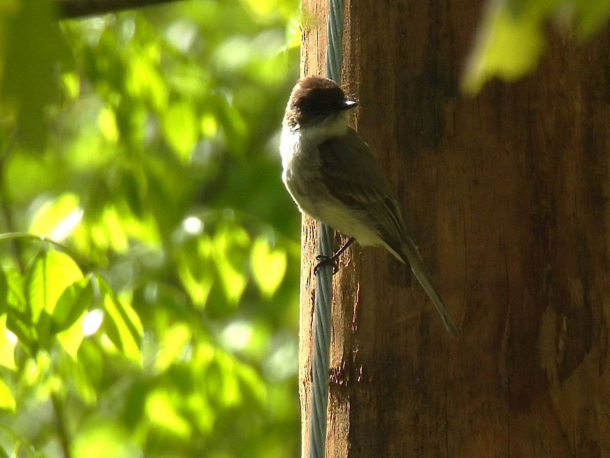 Eastern Phoebe - Kimberly Berry