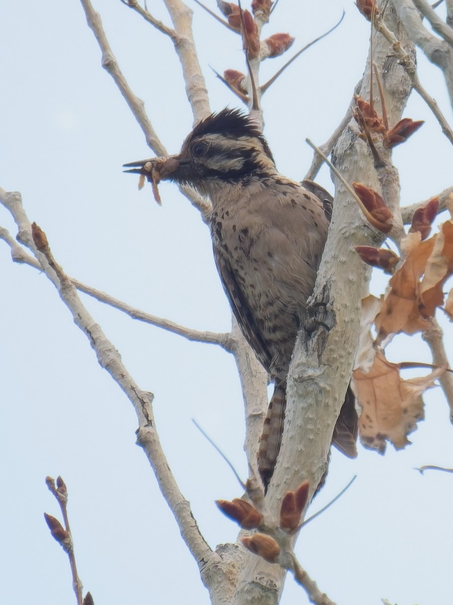 Ladder-backed Woodpecker - ML618864166