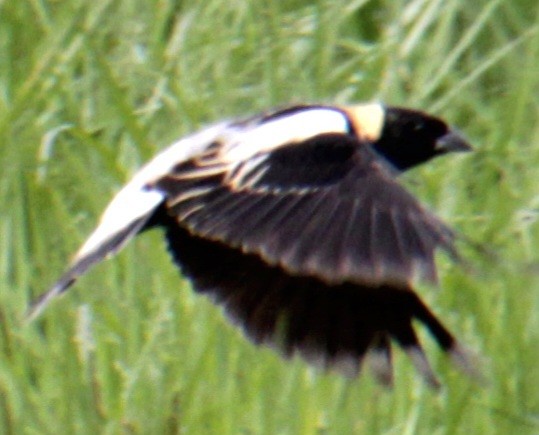 Bobolink - Samuel Harris