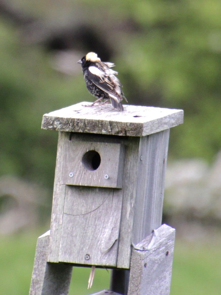 Bobolink - Samuel Harris