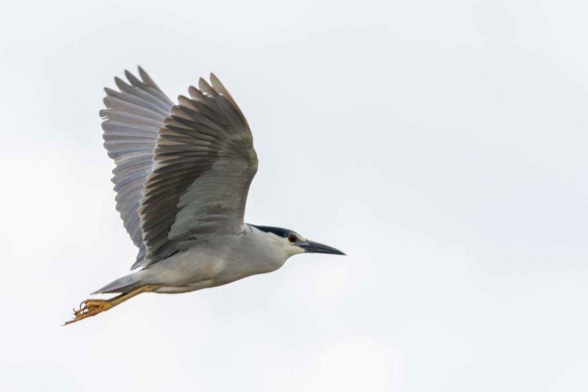 Black-crowned Night Heron - ML618864183