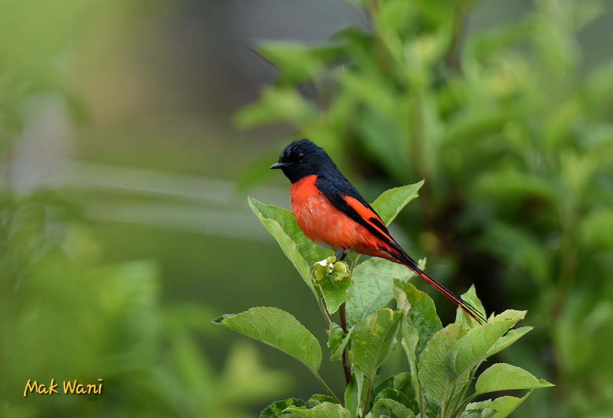 Long-tailed Minivet - Maqsood Ahmad wani