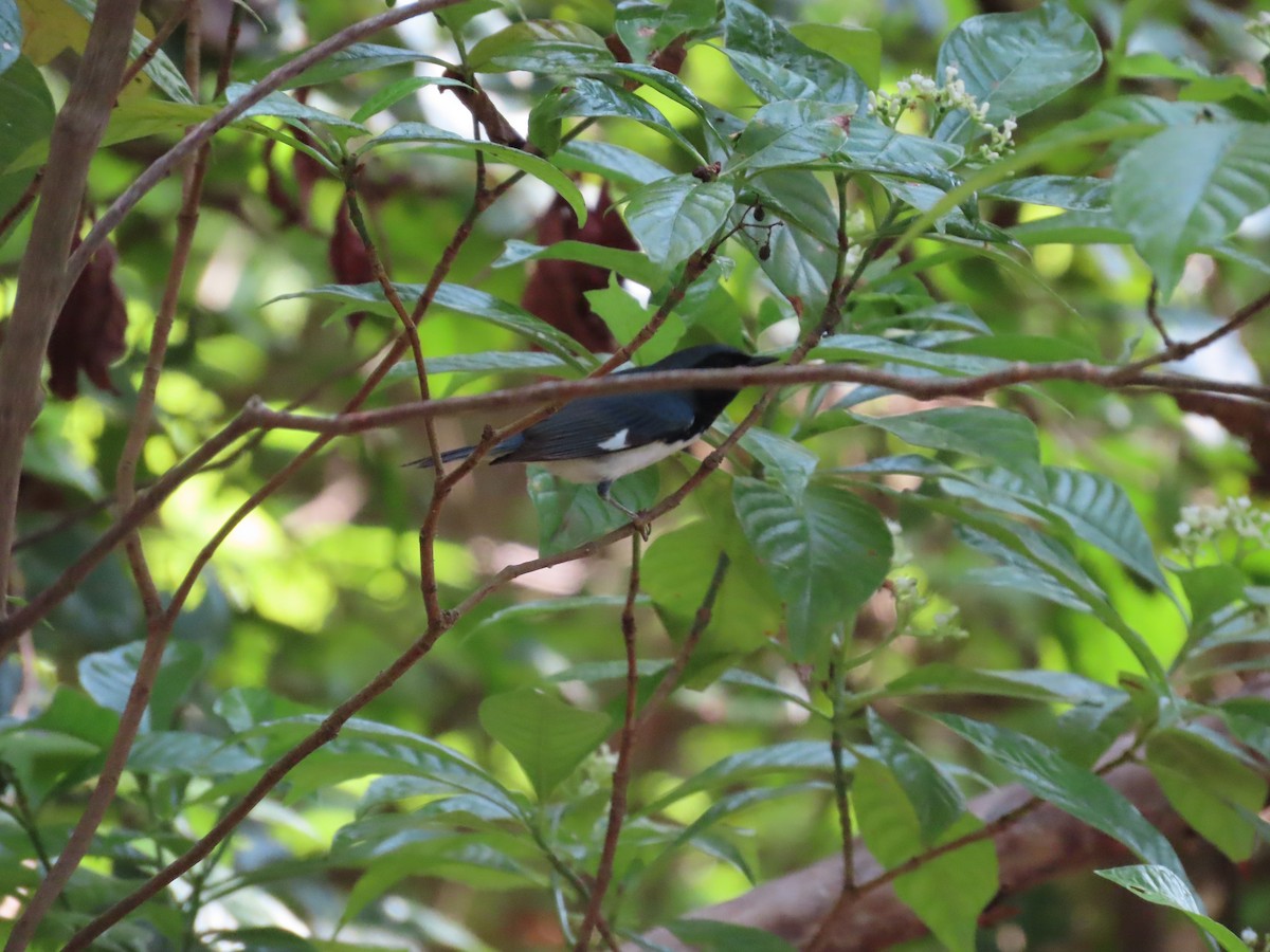Black-throated Blue Warbler - Robin Potvin