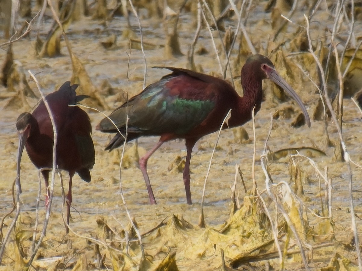 White-faced Ibis - ML618864191