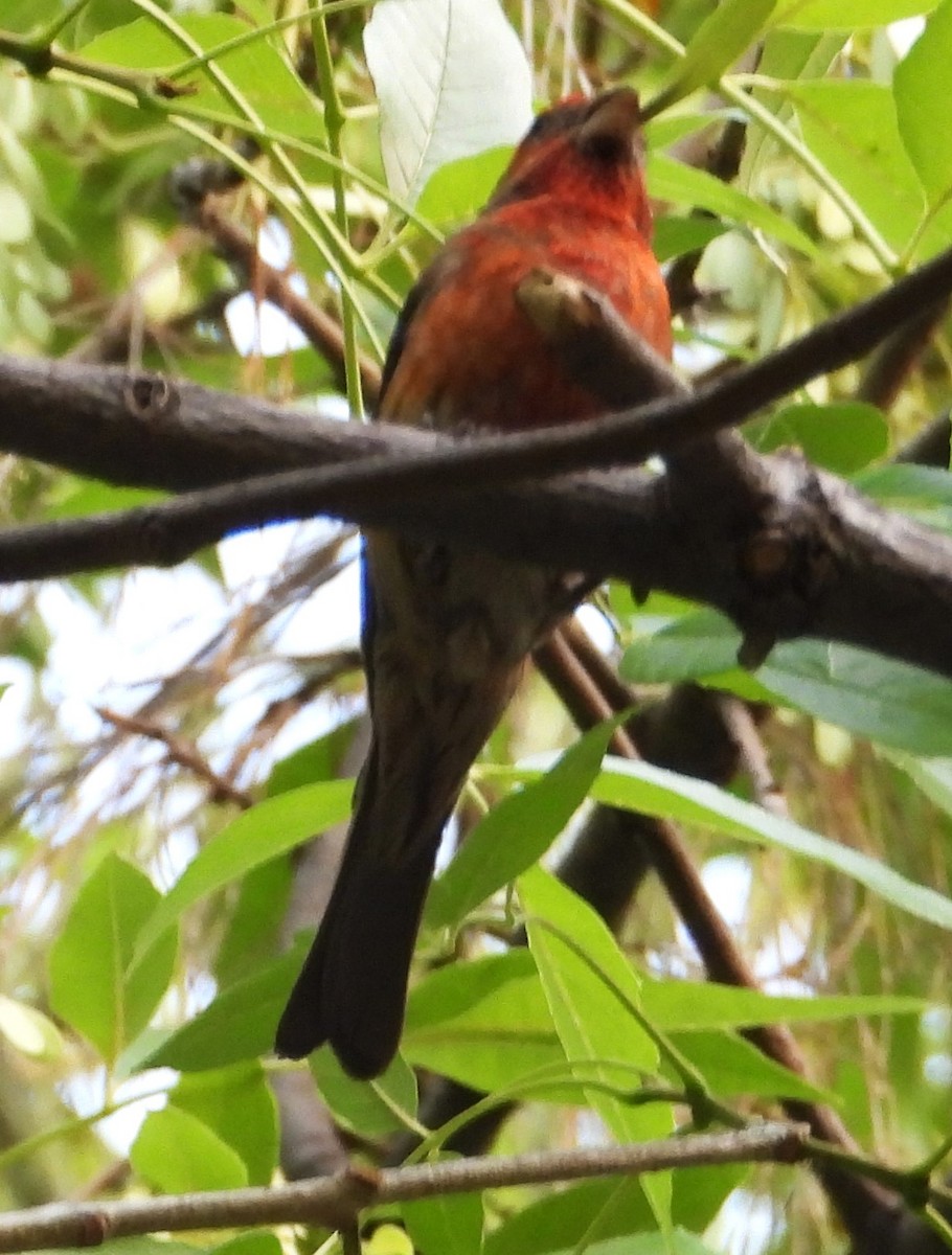 House Finch - Guadalupe Esquivel Uribe