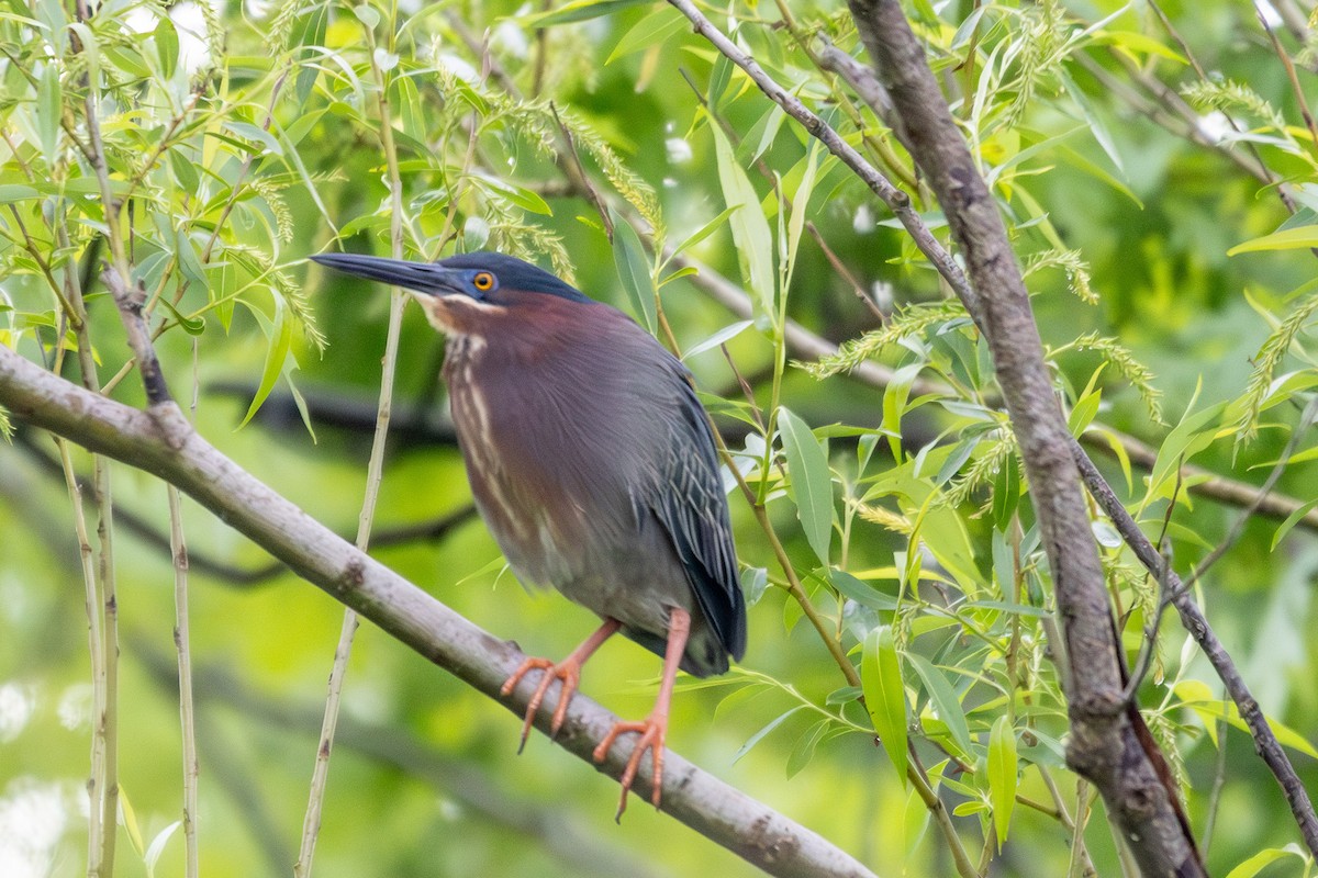 Green Heron - Joe Schuller